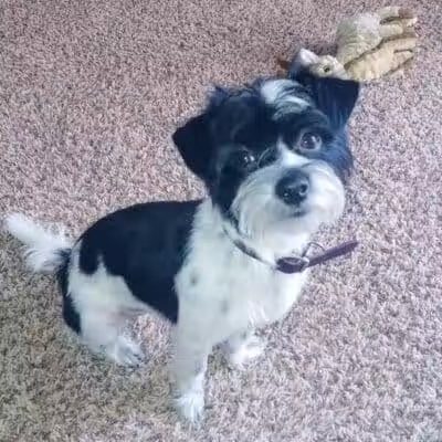 Doggy Depot Grooming Salon - Clio, MI