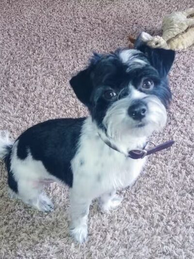 Doggy Depot Grooming Salon - Clio, MI