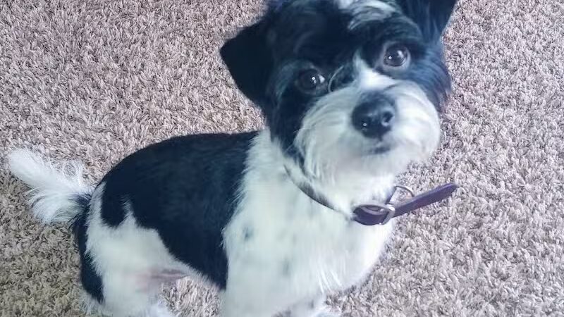 Doggy Depot Grooming Salon - Clio, MI