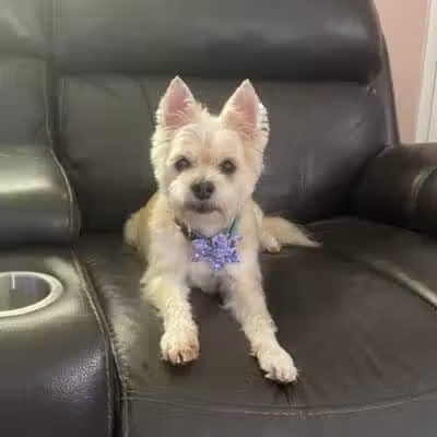 Doggy Depot Grooming Salon - Clio, MI