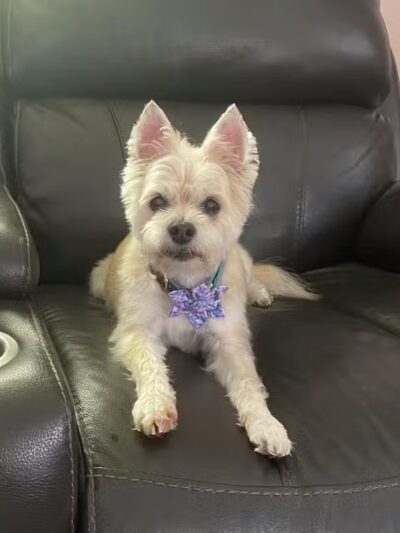 Doggy Depot Grooming Salon - Clio, MI