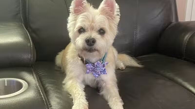 Doggy Depot Grooming Salon - Clio, MI