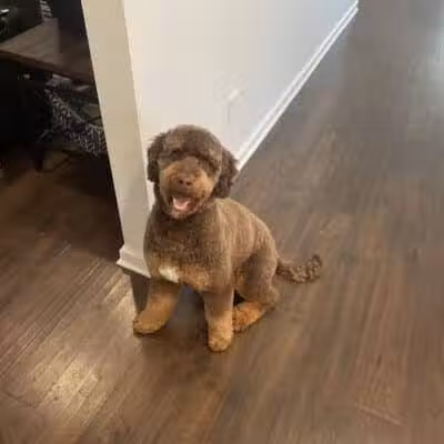Doggy Depot Grooming Salon - Clio, MI