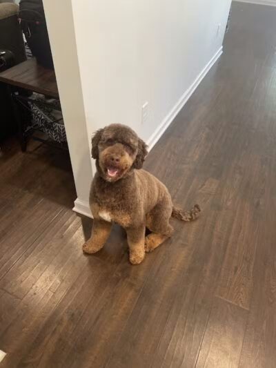 Doggy Depot Grooming Salon - Clio, MI