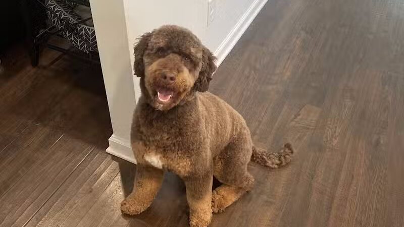 Doggy Depot Grooming Salon - Clio, MI