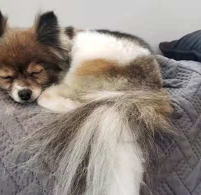 Doggy Depot Grooming Salon - Clio, MI