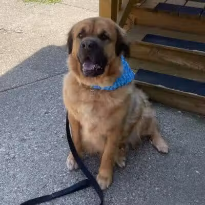 Doggy Depot Grooming Salon - Clio, MI