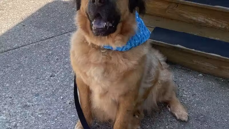 Doggy Depot Grooming Salon - Clio, MI