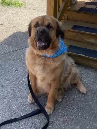 Doggy Depot Grooming Salon - Clio, MI