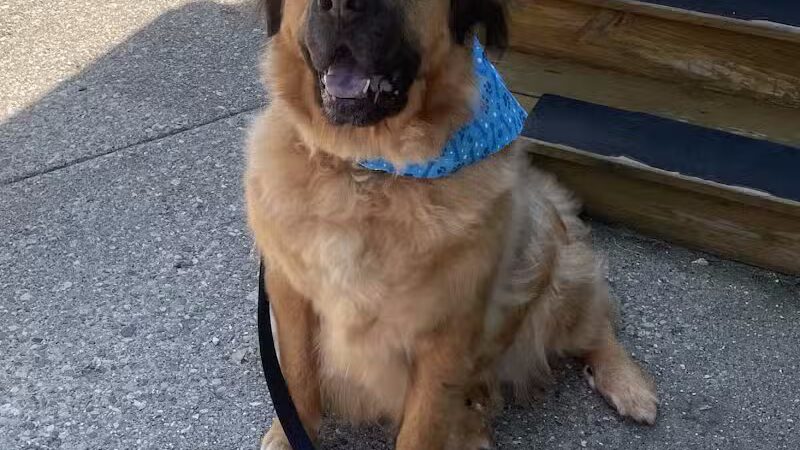 Doggy Depot Grooming Salon - Clio, MI