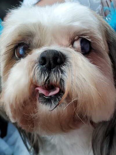 Doggy Depot Grooming Salon - Clio, MI