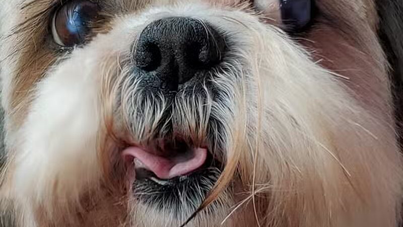 Doggy Depot Grooming Salon - Clio, MI