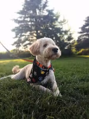 Doggy Depot Grooming Salon - Clio, MI