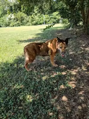 Clover Community Park - Clover, SC