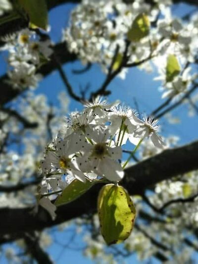 Clover Community Park - Clover, SC