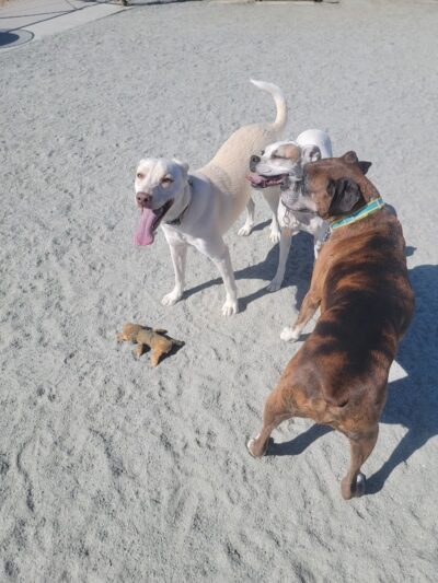 Coalinga Dog Park - Coalinga, CA