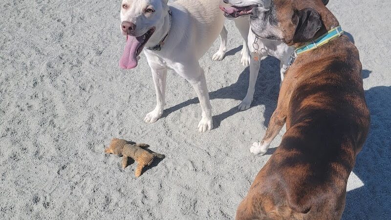 Coalinga Dog Park - Coalinga, CA