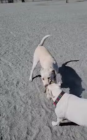 Coalinga Dog Park - Coalinga, CA