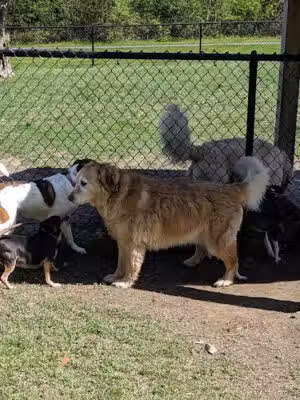 Town of Colonie Dog Park - Cohoes, NY