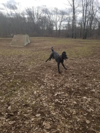 Colchester Dog Park - Colchester, CT