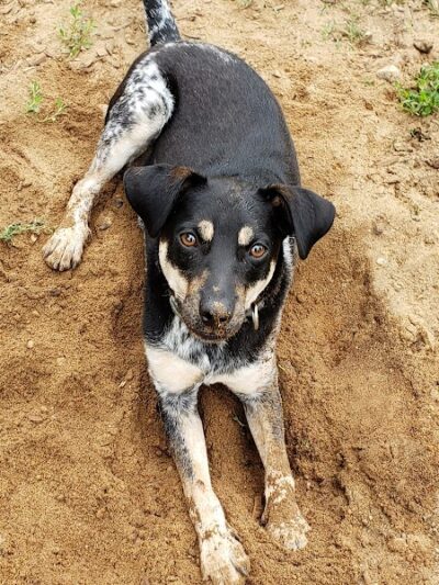 Colchester Dog Park - Colchester, CT