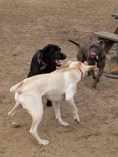 Colchester Dog Park - Colchester, CT