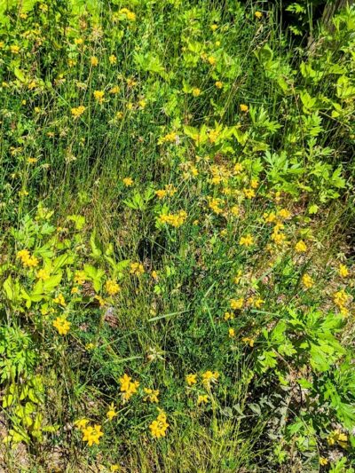 Colchester Dog Park - Colchester, CT