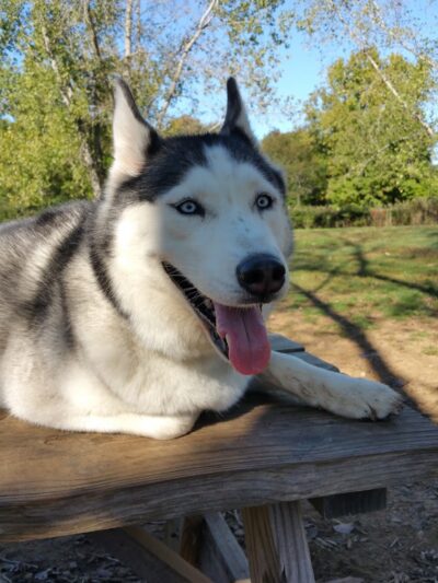 Colchester Dog Park - Colchester, CT