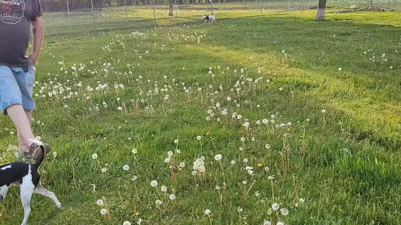 Coldwater dog park - Coldwater, MI