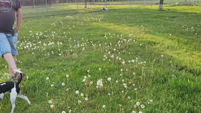 Coldwater dog park - Coldwater, MI