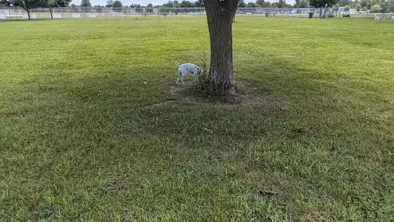 Coldwater dog park - Coldwater, MI