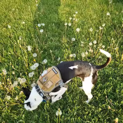 Coldwater dog park - Coldwater, MI