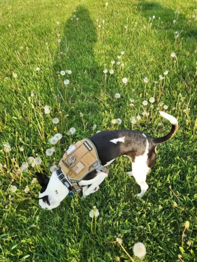 Coldwater dog park - Coldwater, MI