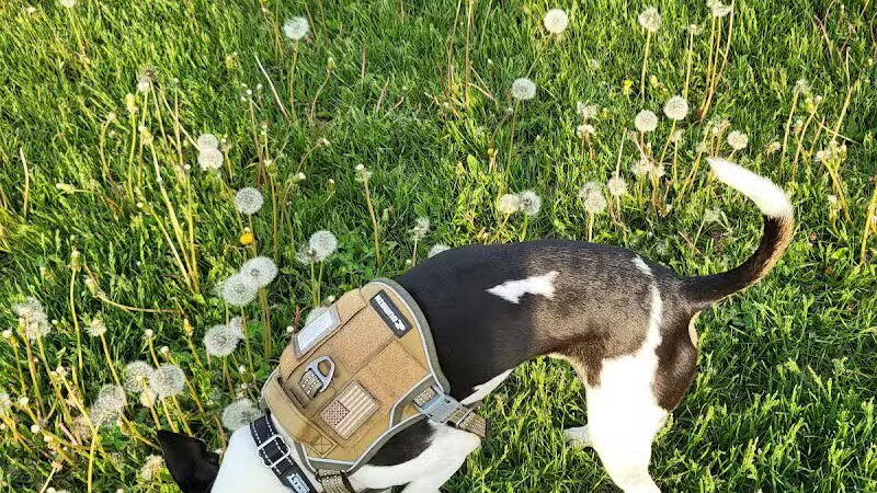 Coldwater dog park - Coldwater, MI