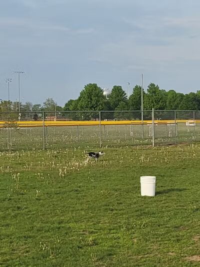 Coldwater dog park - Coldwater, MI