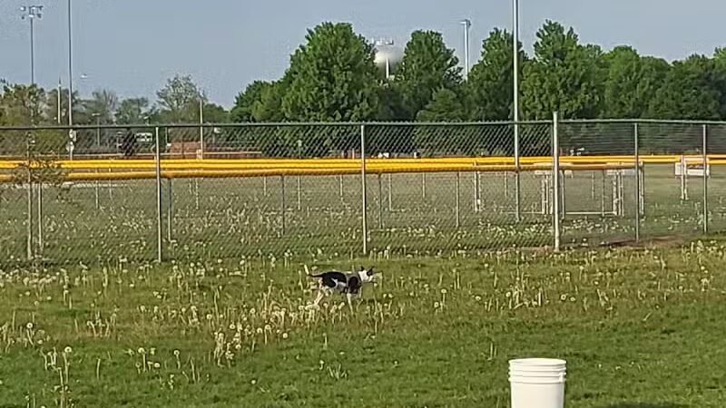 Coldwater dog park - Coldwater, MI