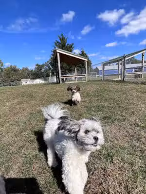 Public dog park - Coldwater,
