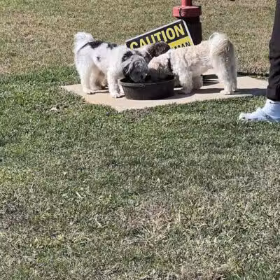 Public dog park - Coldwater,