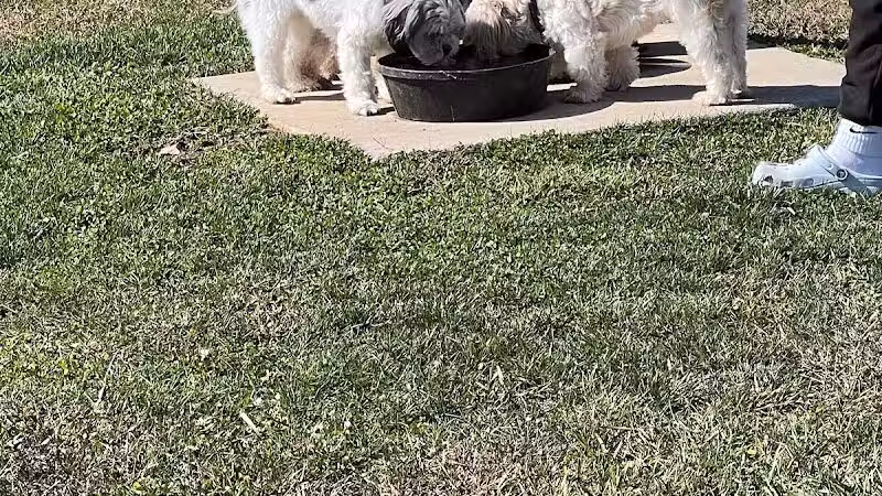 Public dog park - Coldwater,