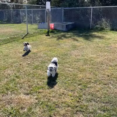 Public dog park - Coldwater,