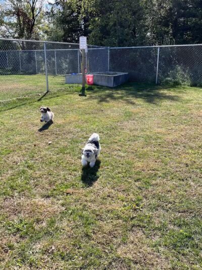 Public dog park - Coldwater,