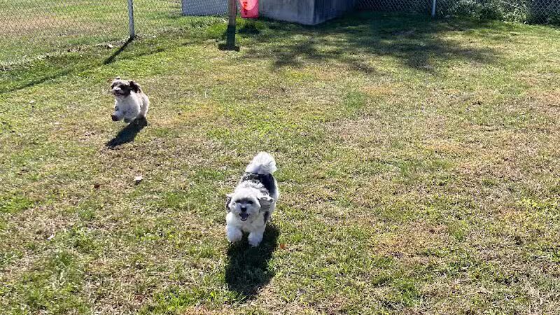 Public dog park - Coldwater,