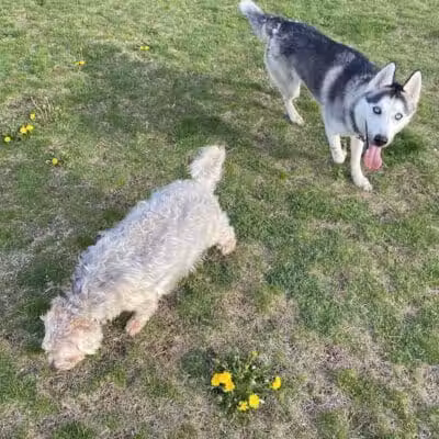 Public dog park - Coldwater,