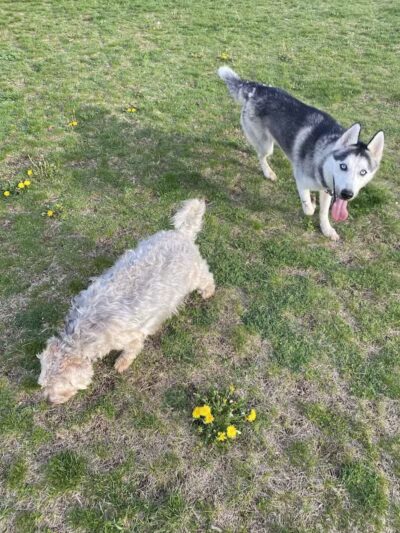 Public dog park - Coldwater,