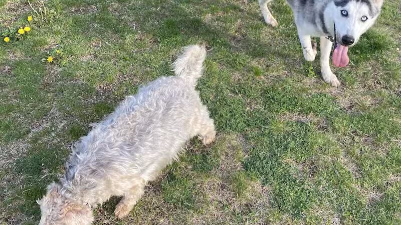 Public dog park - Coldwater,