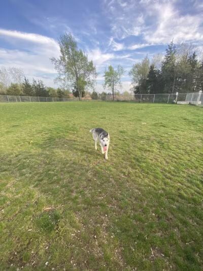 Public dog park - Coldwater,