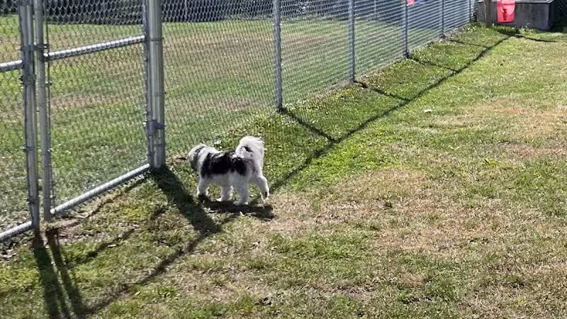 Public dog park - Coldwater,