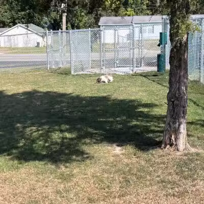 Public dog park - Coldwater,
