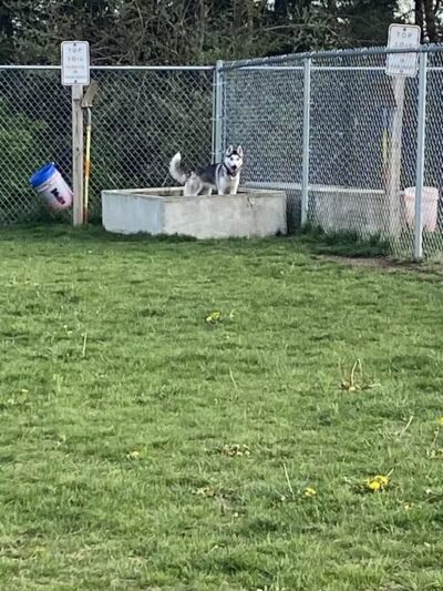 Public dog park - Coldwater,