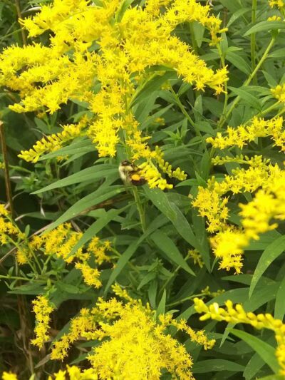 Salt River Park - Coleman, MI